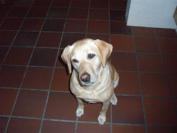 Labrador retriever Scully R.I.P billede 10