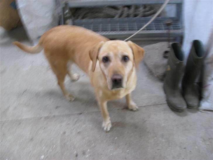 Labrador retriever Scully R.I.P billede 11