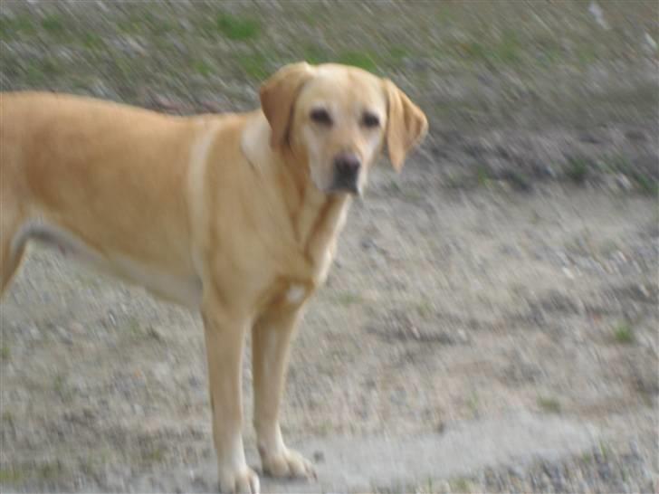 Labrador retriever Scully R.I.P billede 12