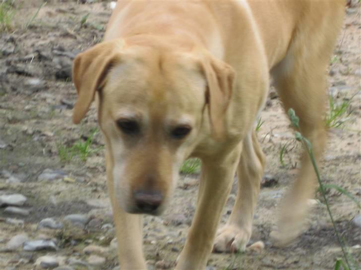 Labrador retriever Scully R.I.P billede 13