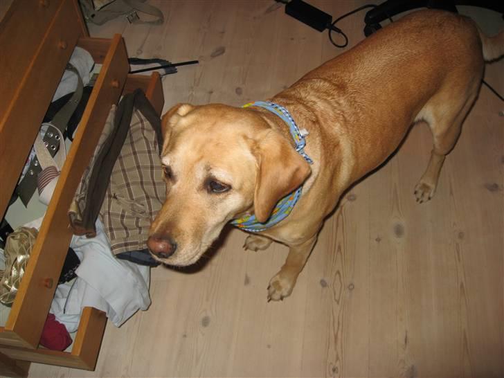 Labrador retriever Scully R.I.P billede 14