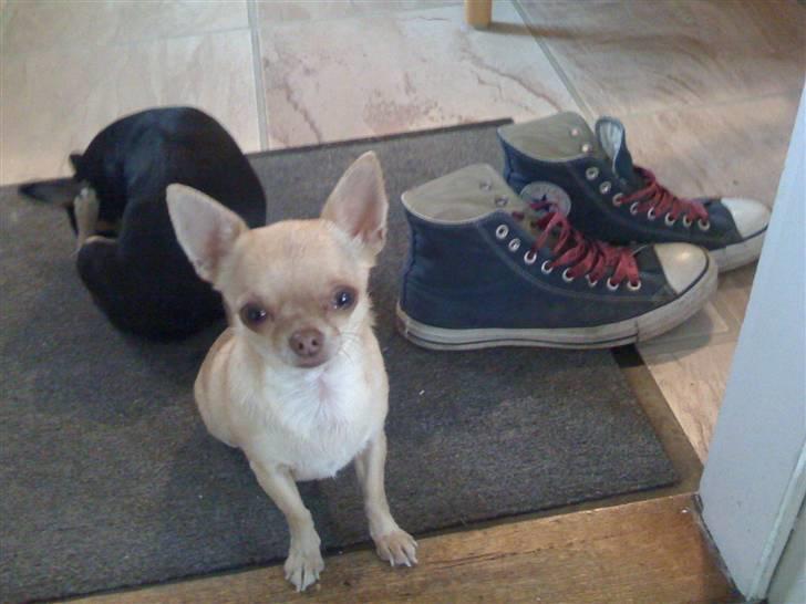 Chihuahua Fiffi - Lille Fiffi, et par allstars sko og halvsøster Lullu i baggrunden:) billede 1