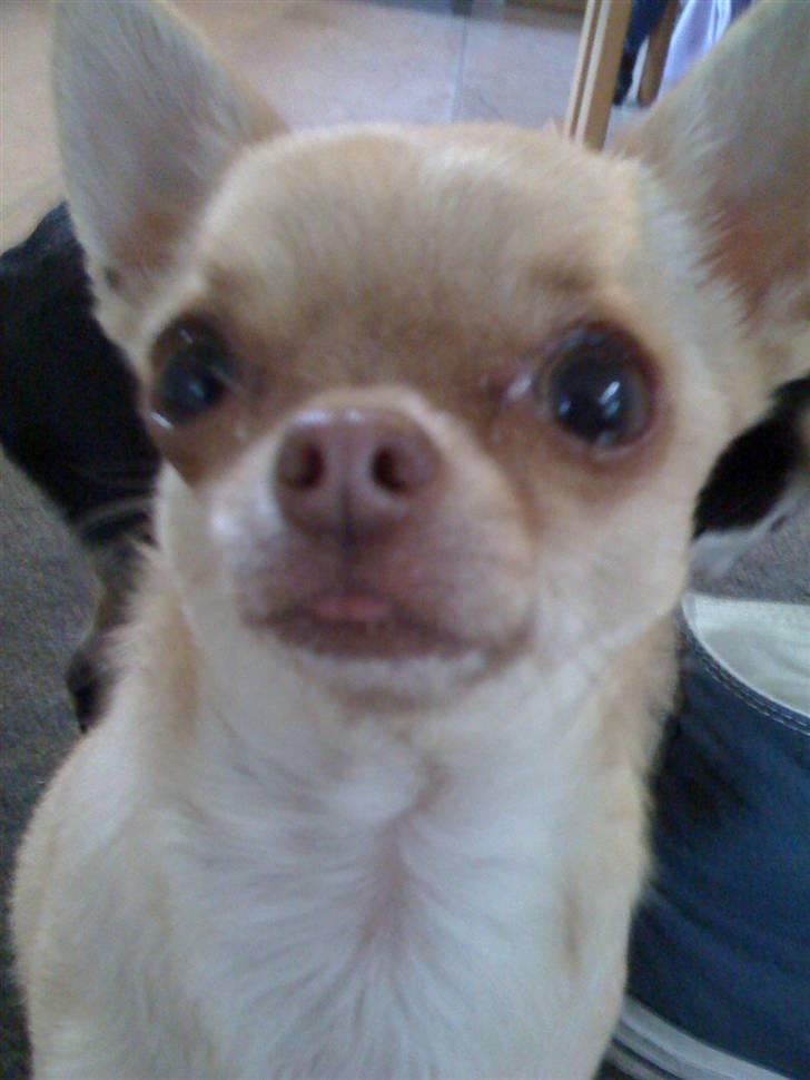 Chihuahua Fiffi - alt for stor tunge til den lille mund;) billede 2