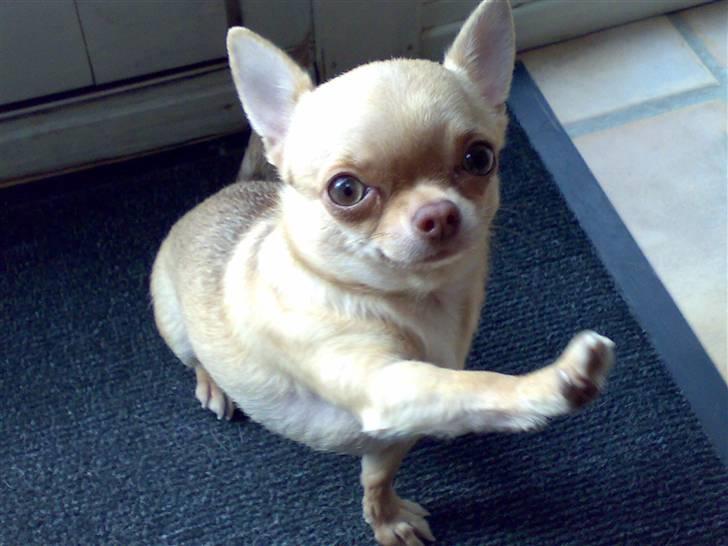 Chihuahua Fiffi - klør fem makker;) billede 3