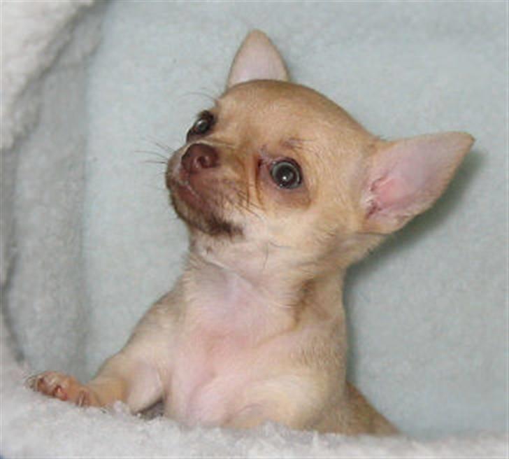 Chihuahua Fiffi - Dengang jeg var bette;) billede 4