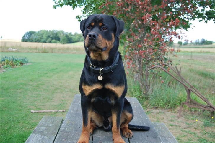 Rottweiler Xinka`s Calvin (Simba) billede 1