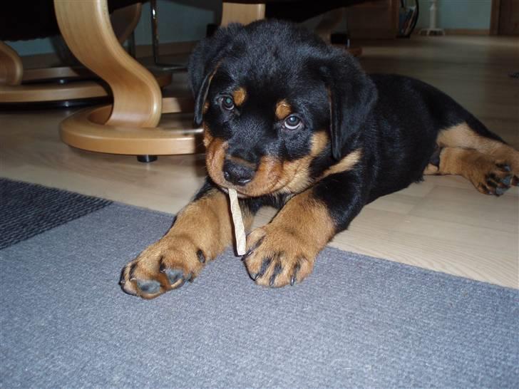 Rottweiler Xinka`s Calvin (Simba) - Num det er guf det her........... billede 2