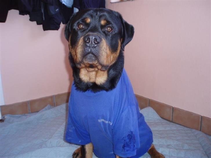 Rottweiler Xinka`s Calvin (Simba) billede 3