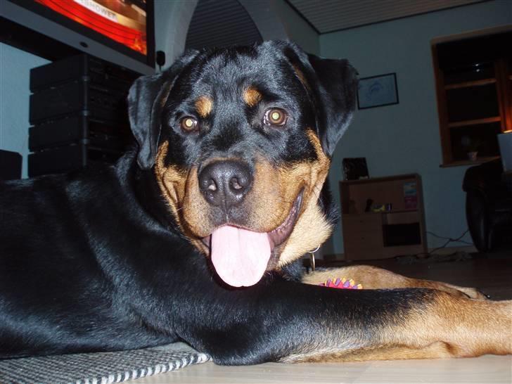 Rottweiler Xinka`s Calvin (Simba) billede 5