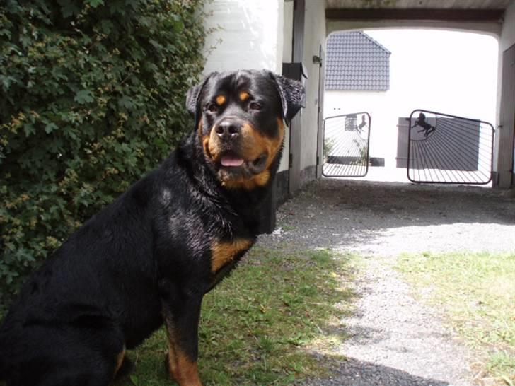 Rottweiler Xinka`s Calvin (Simba) billede 6