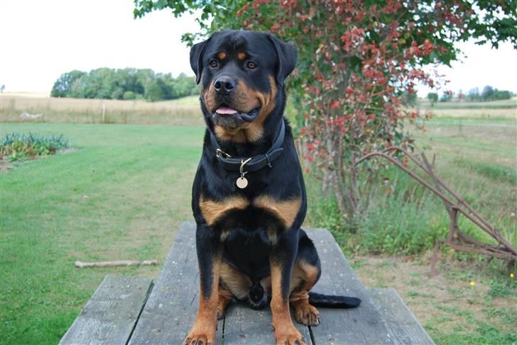 Rottweiler Xinka`s Calvin (Simba) billede 7