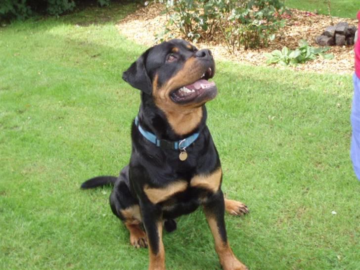 Rottweiler Xinka`s Calvin (Simba) billede 8