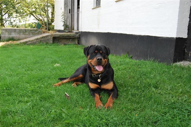 Rottweiler Xinka`s Calvin (Simba) billede 9