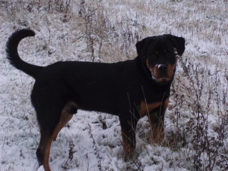 Rottweiler Xinka`s Calvin (Simba) billede 10