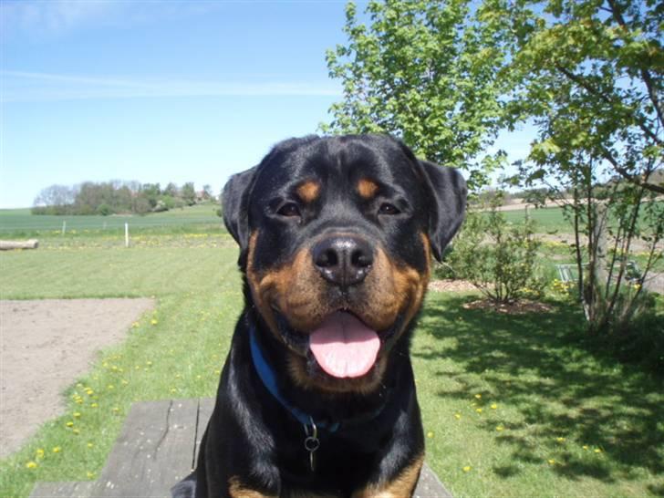 Rottweiler Xinka`s Calvin (Simba) billede 11