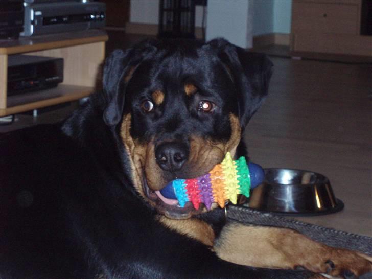 Rottweiler Xinka`s Calvin (Simba) billede 12