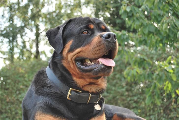 Rottweiler Xinka`s Calvin (Simba) billede 13