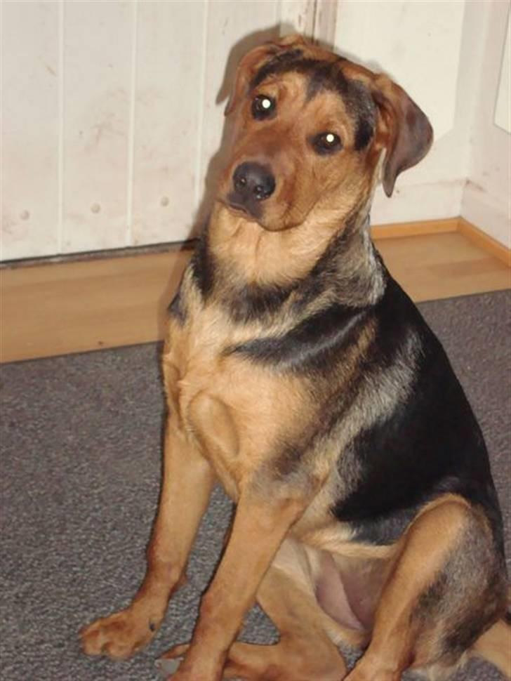 Blanding af racer Lady - Lady er blevet en rigtig stor Pige nu billede 8