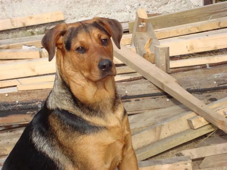 Blanding af racer Lady - Den bedste hvalpevagten vi noglensinde har haft.....Hun er helt fenomenal billede 9