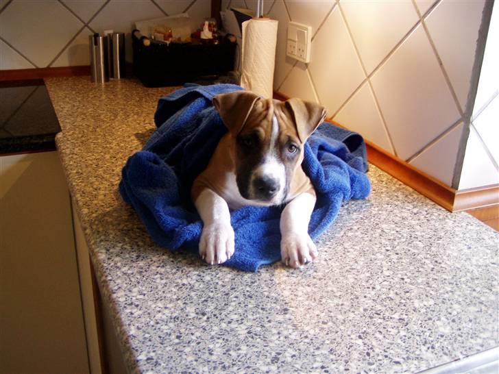 Amerikansk staffordshire terrier Django R.I.P Baby - mit første bad billede 6