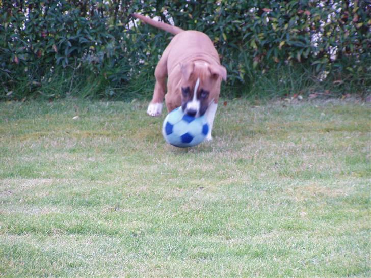 Amerikansk staffordshire terrier Django R.I.P Baby - leger i haven billede 7