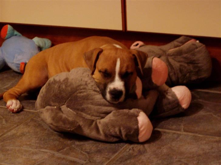 Amerikansk staffordshire terrier Django R.I.P Baby - jubii fik en ny bamse, vi tager lige en lur billede 8