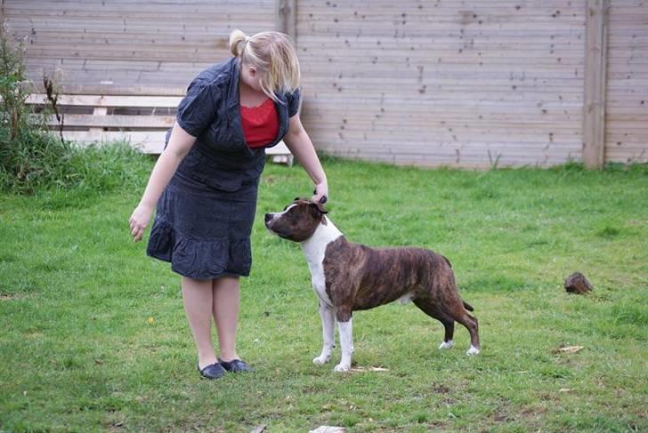 Amerikansk staffordshire terrier Cæsar billede 18