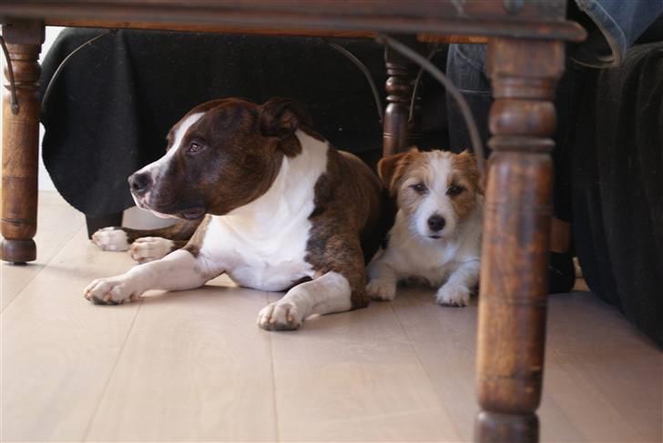 Amerikansk staffordshire terrier Cæsar billede 19