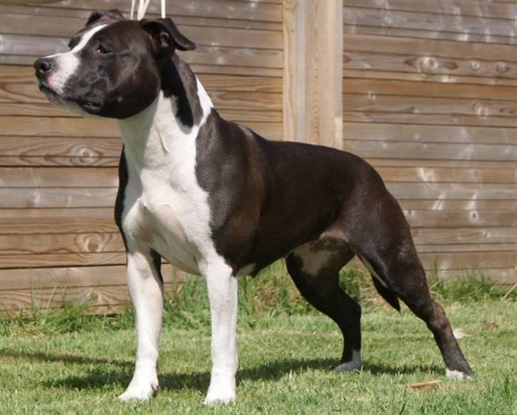 Amerikansk staffordshire terrier Joline billede 1