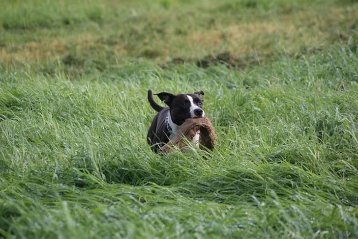 Amerikansk staffordshire terrier Joline billede 2