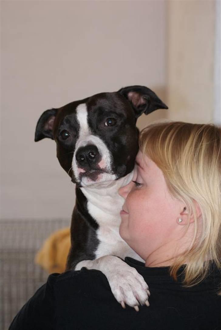 Amerikansk staffordshire terrier Joline - Mor´s hund billede 3