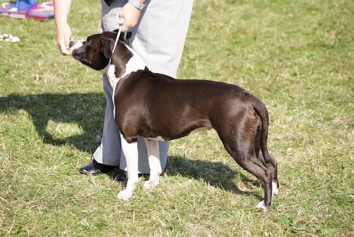 Amerikansk staffordshire terrier Joline billede 4