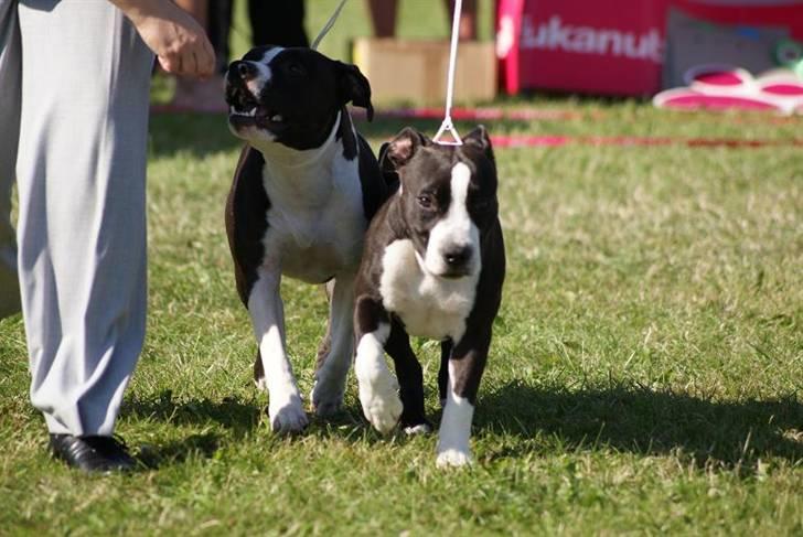 Amerikansk staffordshire terrier Joline - Joline og Louie i parklassen på det danske amstaff specialty 08 billede 5
