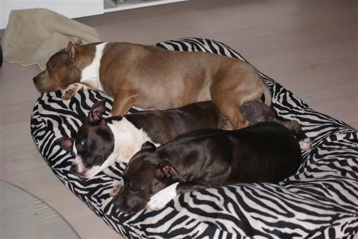 Amerikansk staffordshire terrier Joline - Alva, Joline og Brava hygge foran brændeovnen..... billede 6