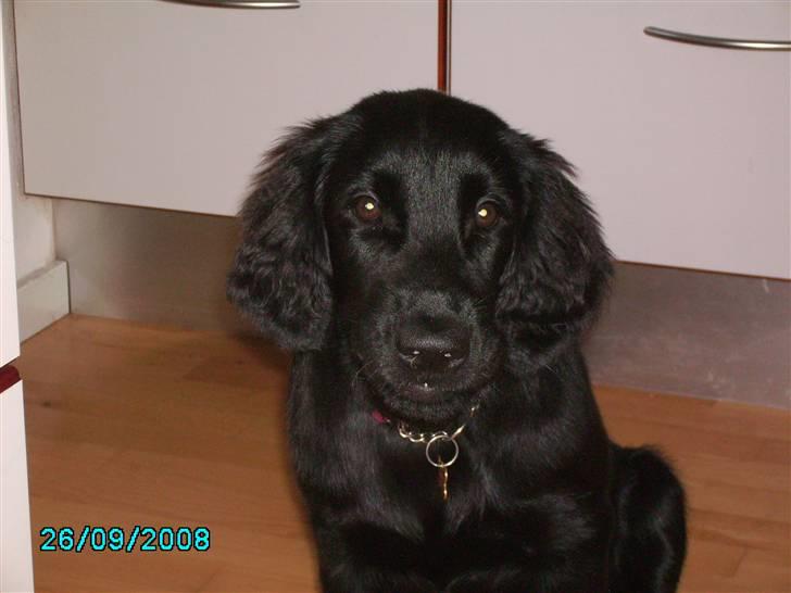 Flat coated retriever Mira billede 1