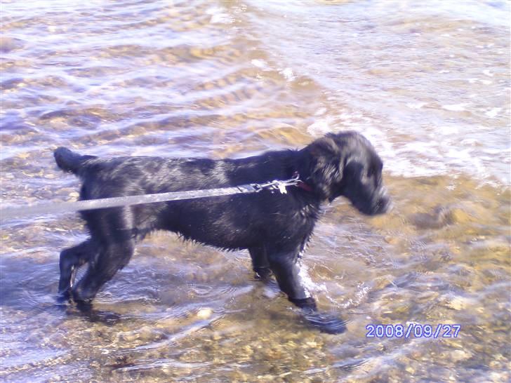 Flat coated retriever Mira - En rigtig strandløvinde billede 2