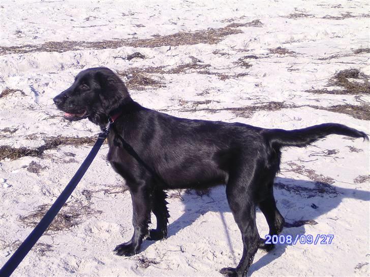 Flat coated retriever Mira - Sand og vand, kan det blive bedre?? billede 3