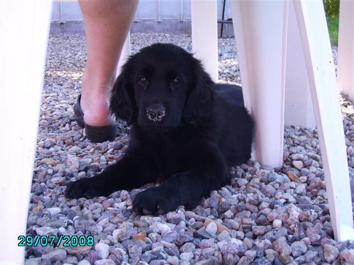 Flat coated retriever Mira - Jeg gemmer mig under mors stol billede 4