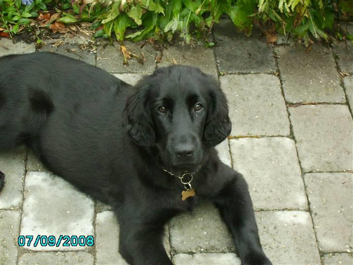 Flat coated retriever Mira - Her vogter jeg.....Pas på, jeg slikker... billede 5