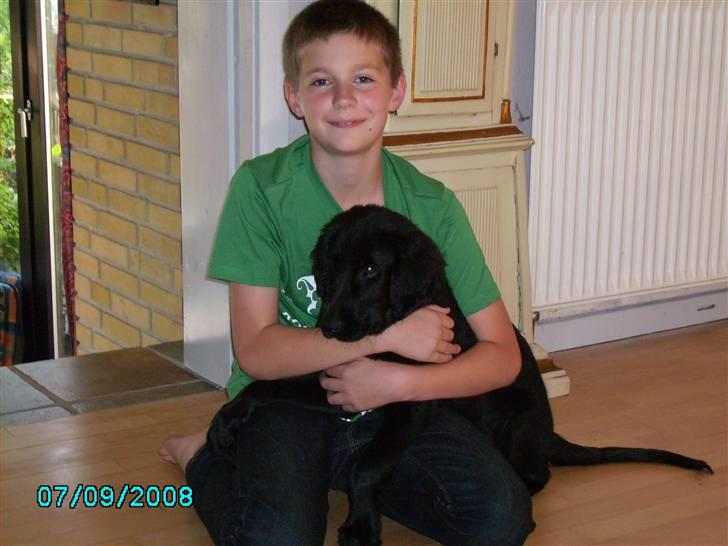 Flat coated retriever Mira - De bedste venner billede 6