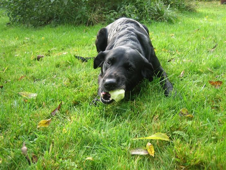 Labrador retriever Nellie - MMM! dejligt æble. billede 13