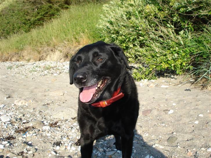 Labrador retriever Scully -  R.I.P - Sommerhus 2008 billede 11