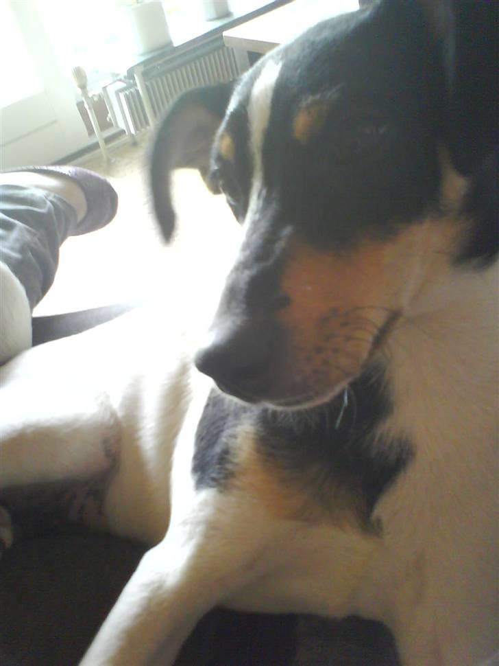 Dansk svensk gaardhund Bella - Bella, september 08. Hun er blevet en del større og er stadig ligeså dejlig :) Familiens kæledægge! billede 6