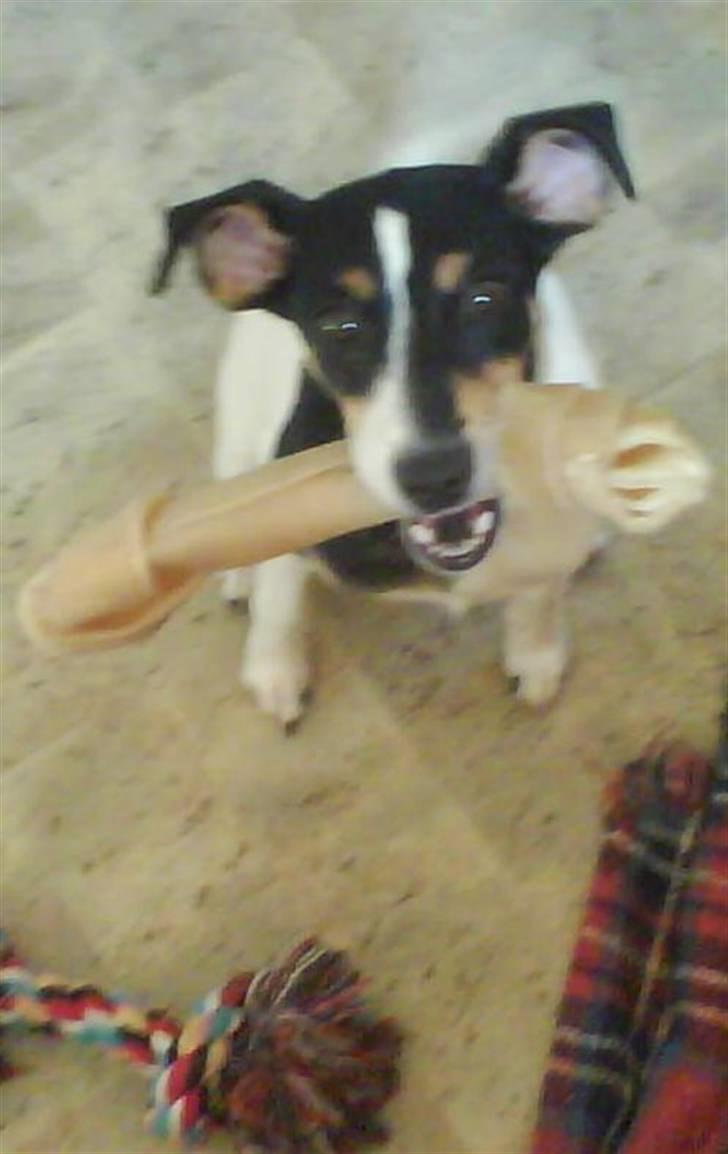 Dansk svensk gaardhund Bella - Bella med hendes kødben som hun bare elsker at gnave i:)  billede 7