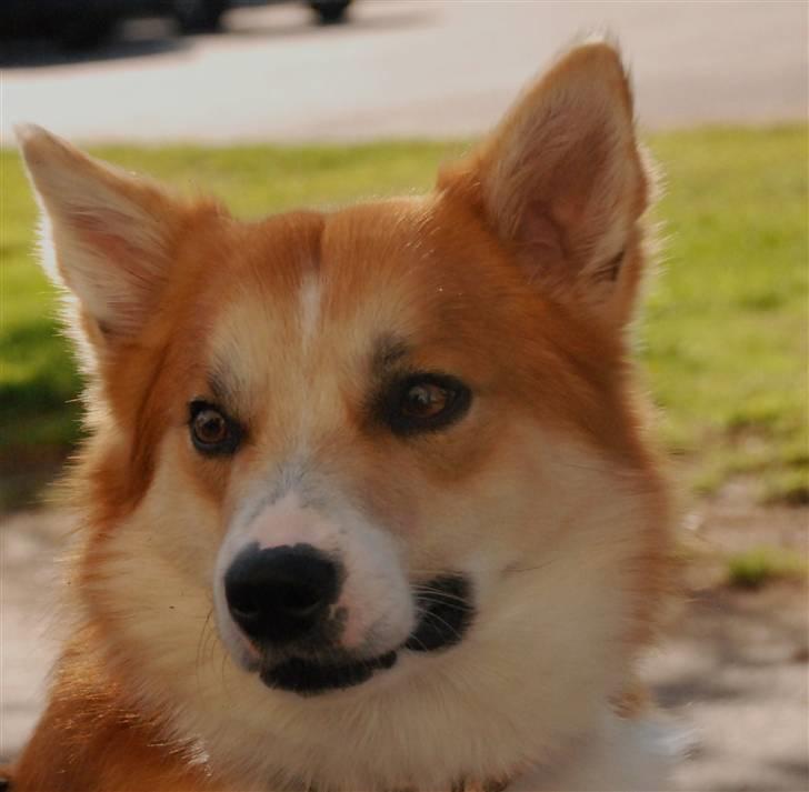 Islandsk fårehund Casper av Ylveli billede 7