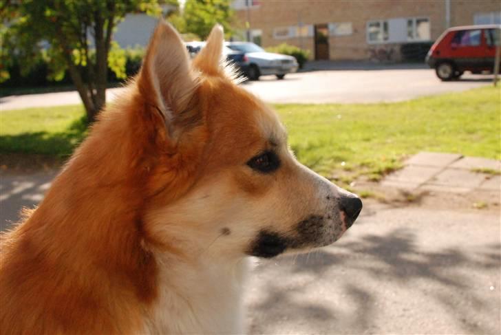 Islandsk fårehund Casper av Ylveli billede 8