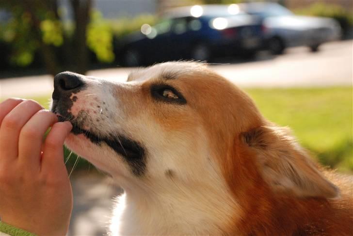 Islandsk fårehund Casper av Ylveli billede 9