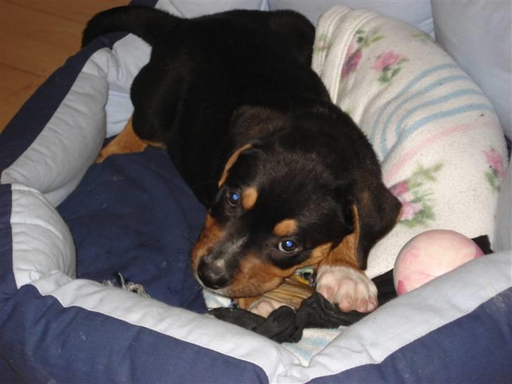 Blanding af racer dijanko - der er jeg lige kommet hej til min nye familie wuf! billede 1