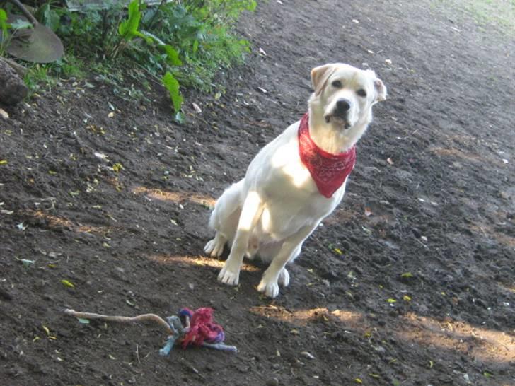 Labrador retriever Sofus Emil Bethoven  - Er jeg ik sød, og så med mit legetøj foran mig.. billede 1