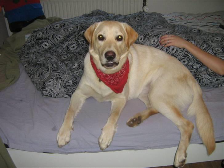 Labrador retriever Sofus Emil Bethoven  - Tag nu det billede. :)  billede 2